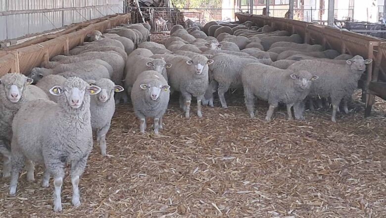 Poruka farmera Ministarstvu poljoprivrede – očekujemo odustajanje od pravdanja trošenja premija i podsticaja u stočarstvu