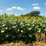 Da li je suncokret biljka budućnosti