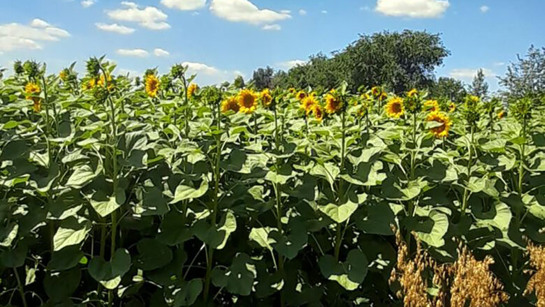 Da li je suncokret biljka budućnosti
