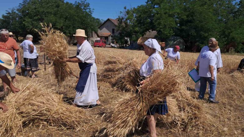 AGROSERVIS ISTRAŽUJE: KOJA ĆE I KADA BITI SAOPŠTENA PRVA CENA PŠENICE OVOGODIŠNJEG RODA