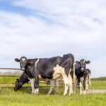 Prodaja: Visokosteone junice holštajn rase