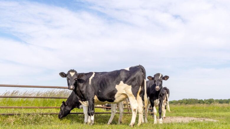 Prodaja: Visokosteone junice holštajn rase