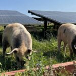Zaboravite na ovce i kosilice: Ove flegmatične svinje su najbolji čuvari solarnih panela