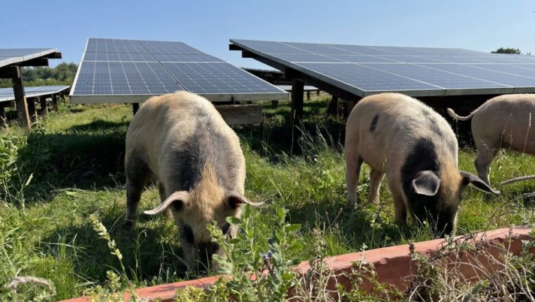 Zaboravite na ovce i kosilice: Ove flegmatične svinje su najbolji čuvari solarnih panela