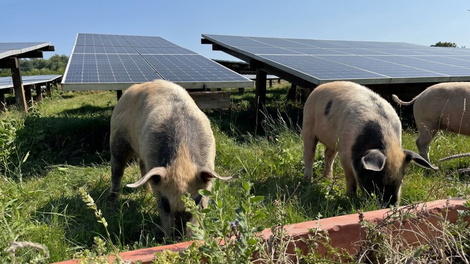 Zaboravite na ovce i kosilice: Ove flegmatične svinje su najbolji čuvari solarnih panela