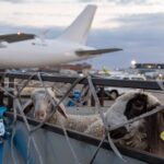 ISPRAĆEN PRVI AVION SA ŽIVOM JAGNJADI ZA ALŽIR: Srbija otvorila novo tržište za domaće stočare