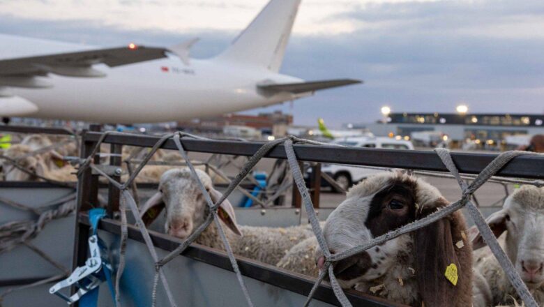 ISPRAĆEN PRVI AVION SA ŽIVOM JAGNJADI ZA ALŽIR: Srbija otvorila novo tržište za domaće stočare