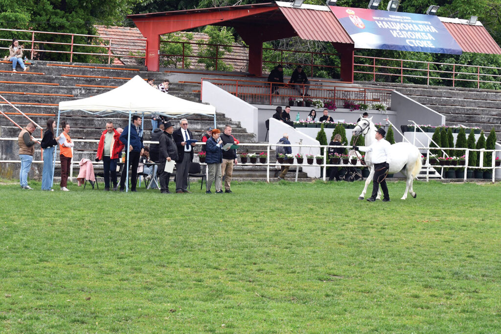 POČELO OCENJIVANJE OVACA I KONJA NA NACIONALNOJ IZLOŽBI NA MANJEŽU