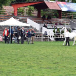 POČELO OCENJIVANJE OVACA I KONJA NA NACIONALNOJ IZLOŽBI NA MANJEŽU