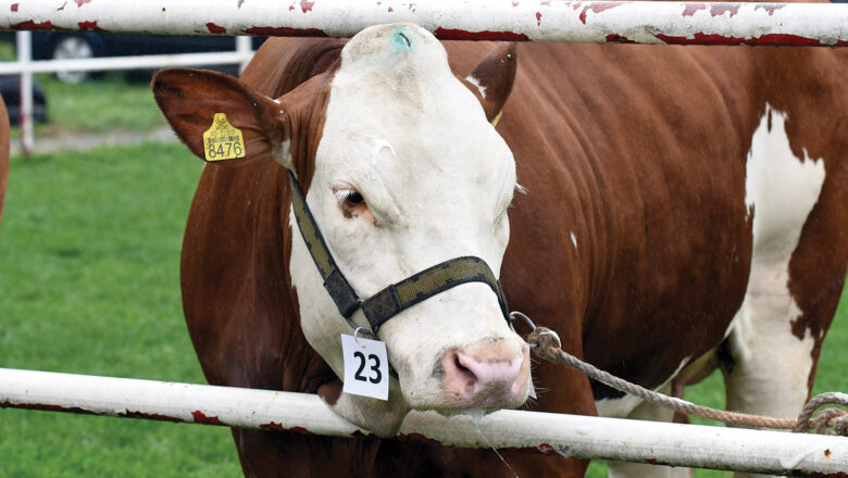 Nova pravila EU za srpske stočare od septembra! Strože kontrole upotrebe antibiotika!