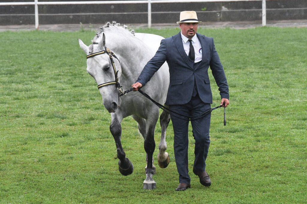 Apsolutni šampion kobila Drina IV