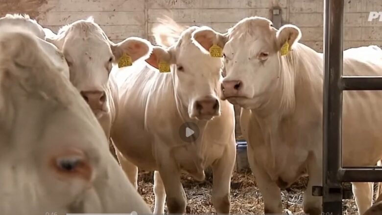 Zašto je naša junetina oporezovana u EU? VIDEO
