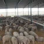 OVČARSKA BORBA U SENTI – IZVOZ, SUBVENCIJE I BORBA ZA PAŠNJAKE – OČUVANJE TRADICIJE I BUDUĆNOSTI