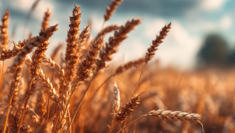 Cene poljoprivrednih proizvoda u Hrvatskoj porasle 8,5 odsto, ali ratari strahuju od jeftine otkupne cene pšenice