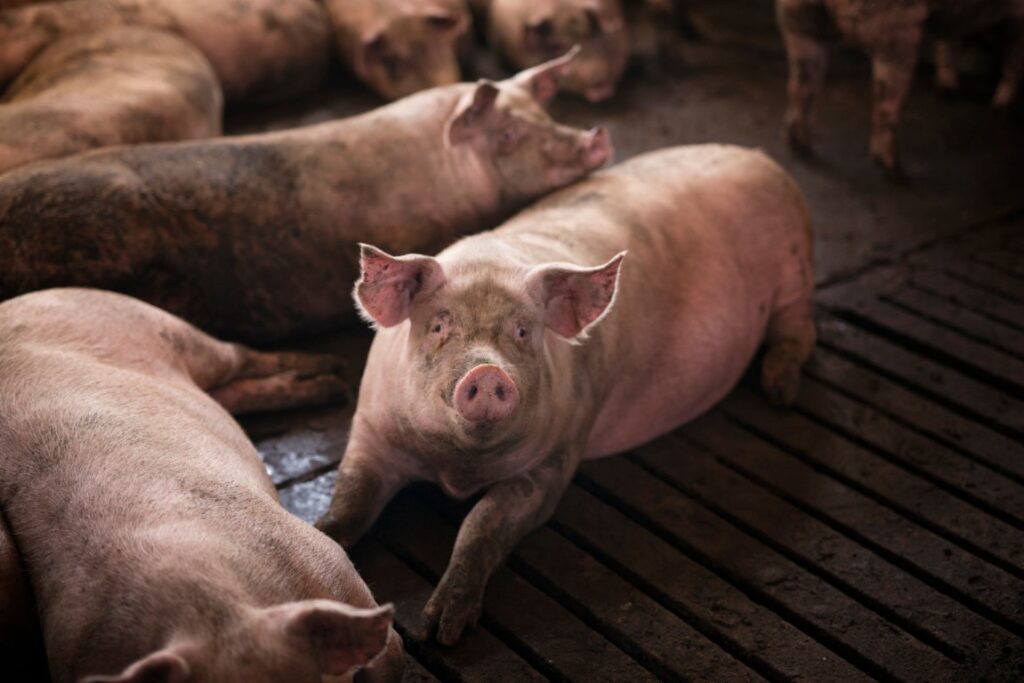 Afrička kuga svinja uzburkala tržište: da li sledi rast cena mesa?