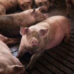 Afrička kuga svinja uzburkala tržište: da li sledi rast cena mesa?
