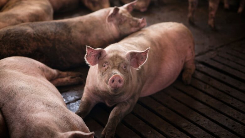 Afrička kuga svinja otkrila slabe tačke sistema: virus se širi tamo gde mere ostanu samo na papiru