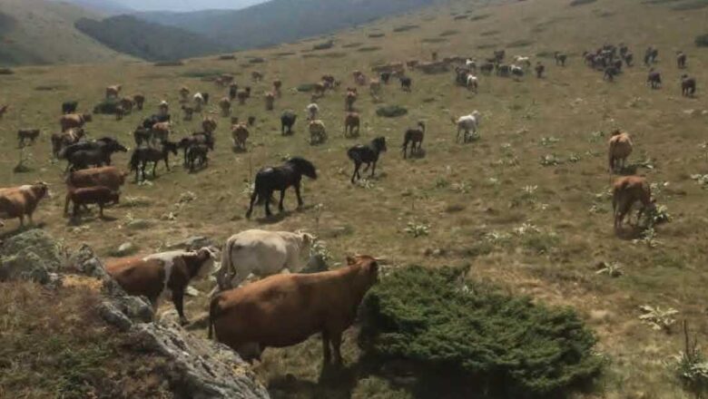 Za šest godina u Srbiji nestale desetine hiljada hektara pašnjaka