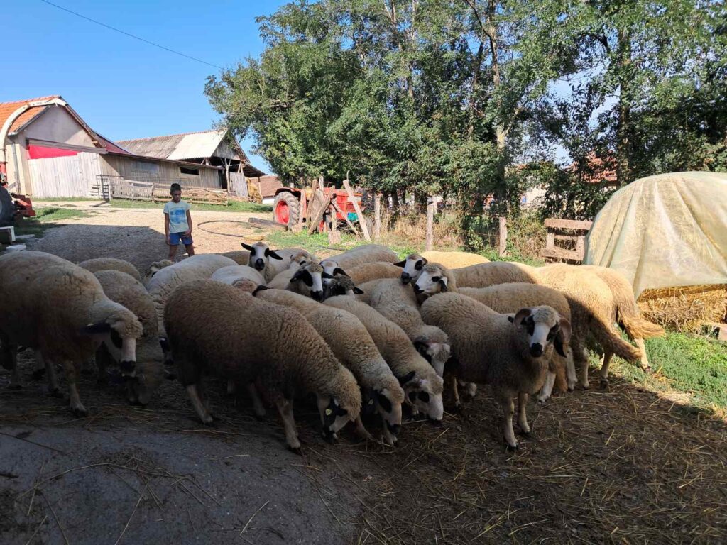 PRODAJA JAGNJADI BEZ PREKIDA – CENA 400-450 DINARA, MOŽE I 30% ŽENKI