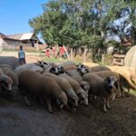 PRODAJA JAGNJADI BEZ PREKIDA – CENA 400-450 DINARA, MOŽE I 30% ŽENKI