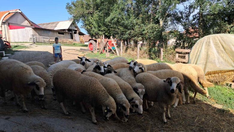PRODAJA JAGNJADI BEZ PREKIDA – CENA 400-450 DINARA, MOŽE I 30% ŽENKI