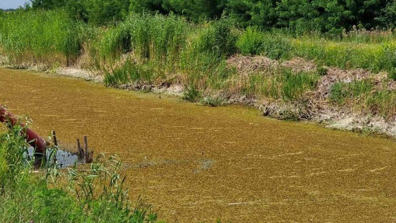 Prijava zbog izvlačenja vode iz kanala kod Ruskog Krstura: meštani strahuju od pomora ribe