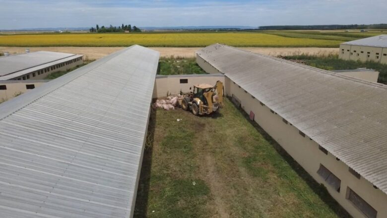 Vanredna situacija u devet opština, eutanazirano ili uginulo oko 30.000 svinja