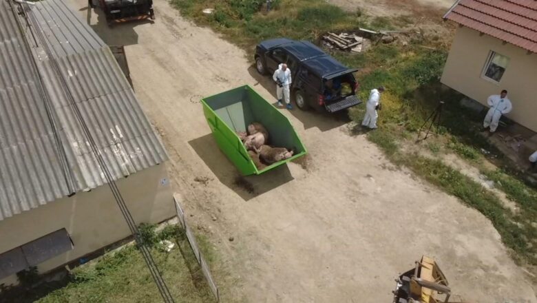 Afrička kuga svinja na farmi u Hrtkovcima: biće eutanazirano 11.000 grla, šteta veća od 1,5 miliona evra