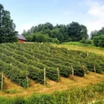 Na njivi prijavljena malina, a zatečene jagode i borovnice!