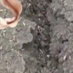 Zemlja puca od suše: prizor iz atara kod Mokrina