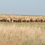 PRODAJA JAGNJADI BEZ PREKIDA – CENA 400-450 DINARA