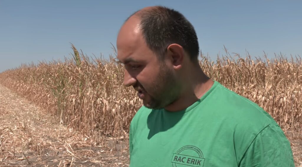 Žetva završena pre vremena, ali roda nema: Suša uzela danak na njivama Bačke Topole