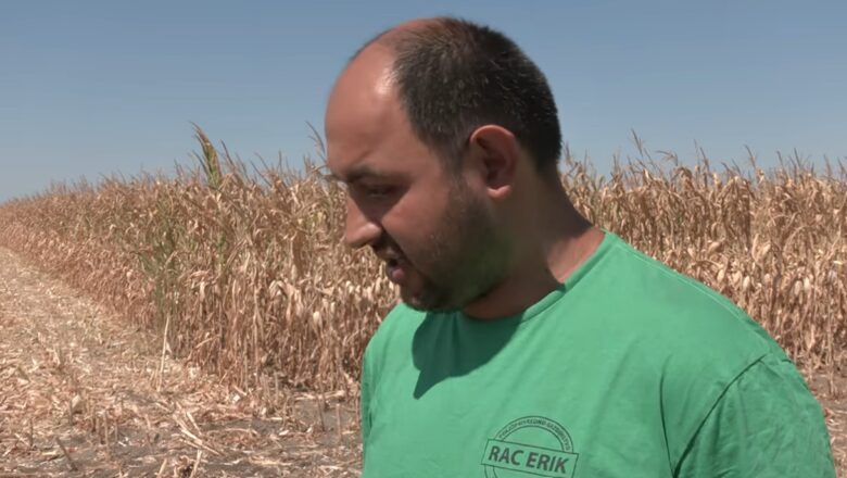 Žetva završena pre vremena, ali roda nema: Suša uzela danak na njivama Bačke Topole