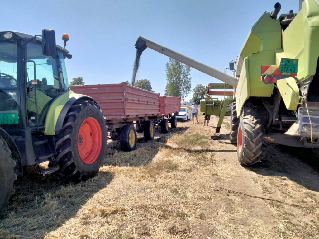 Žetva suncokreta krenula, ali računice još nema