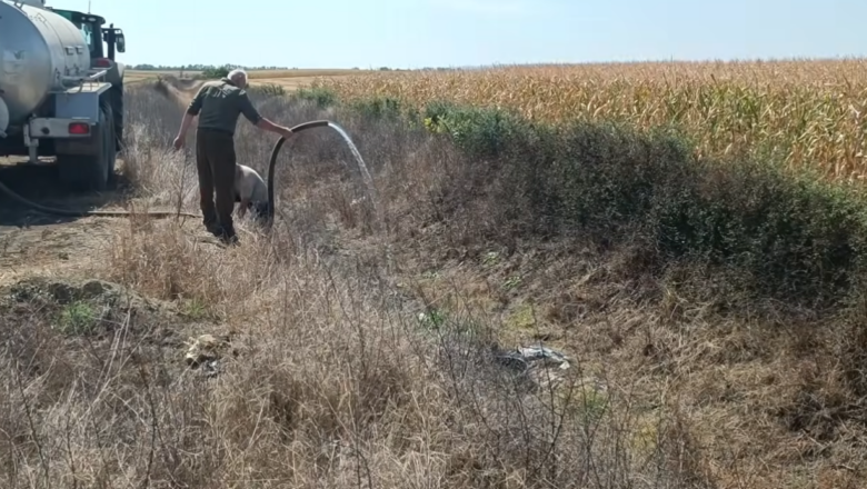 Nema vode, ali ima ljudi koji pomažu: 100.000 litara za divljač kod Temerina