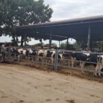 SVAKI DAN POTROŠIMO 27 JUNADI IZ UVOZA