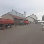 BRAĆA RUŽIĆ U MAČVI AKONTO PLAĆAJU SUNCOKRET 50 DIN/KG
